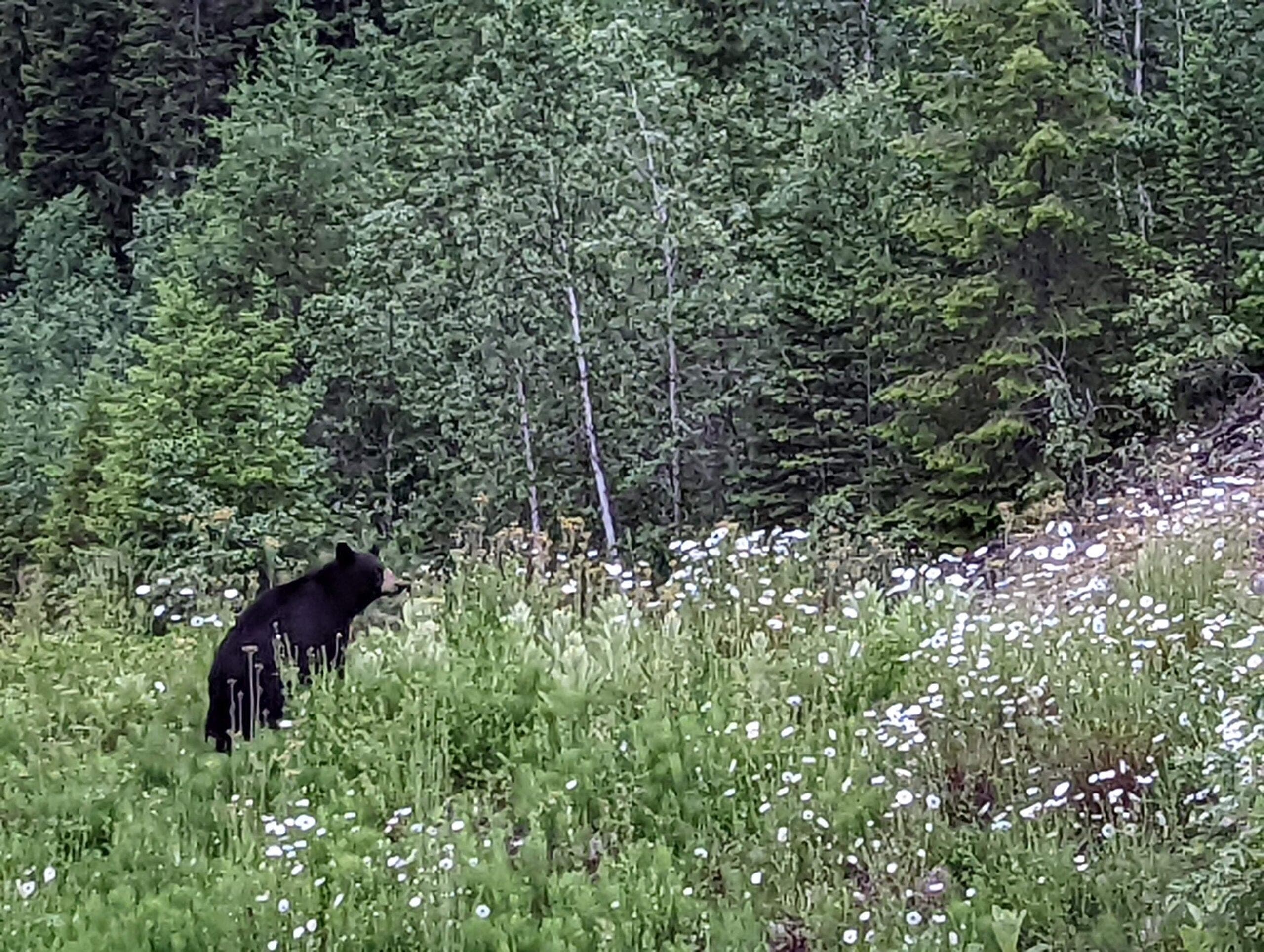Local wildlife